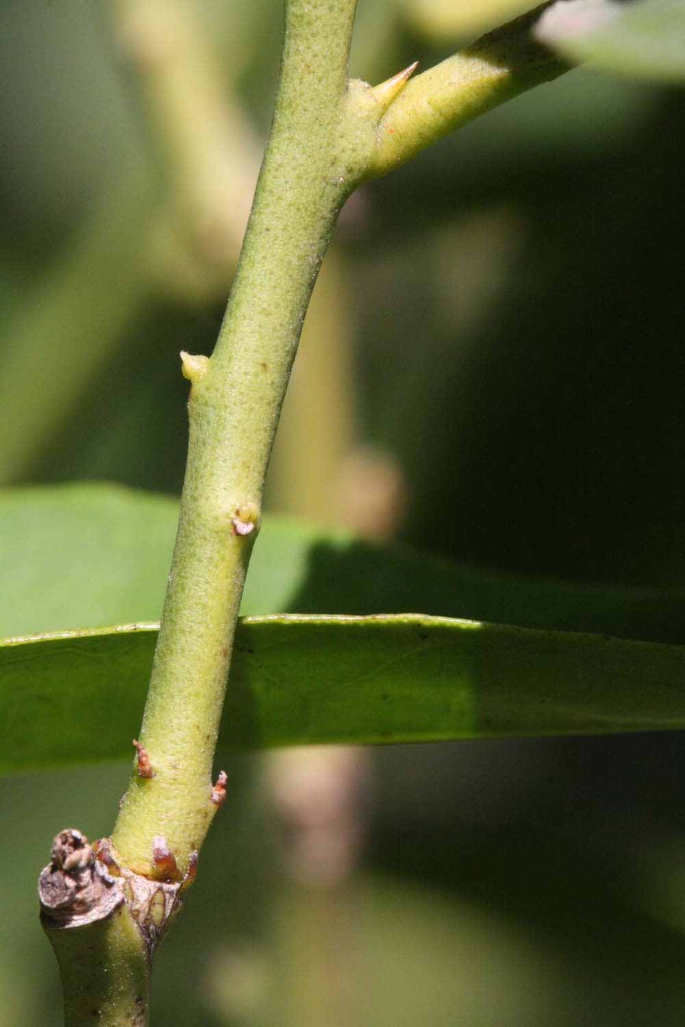              First year twig (Riverside, CA)       